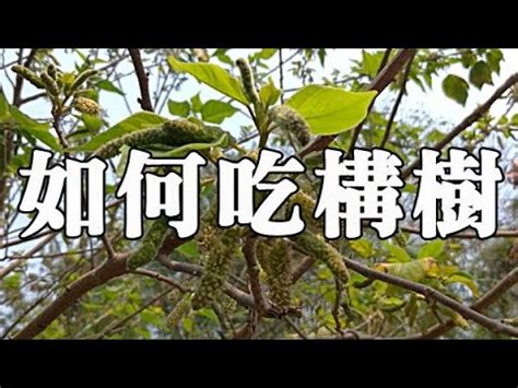 鹿樹葉的功效|構樹,構樹的功效與作用